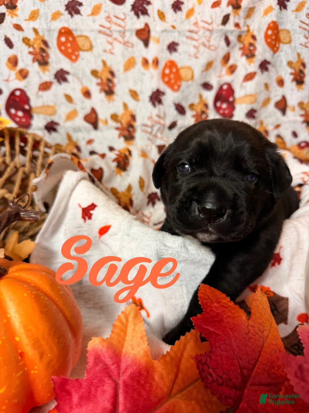 Cane Corso dogs for sale: Sage  - Ad 1