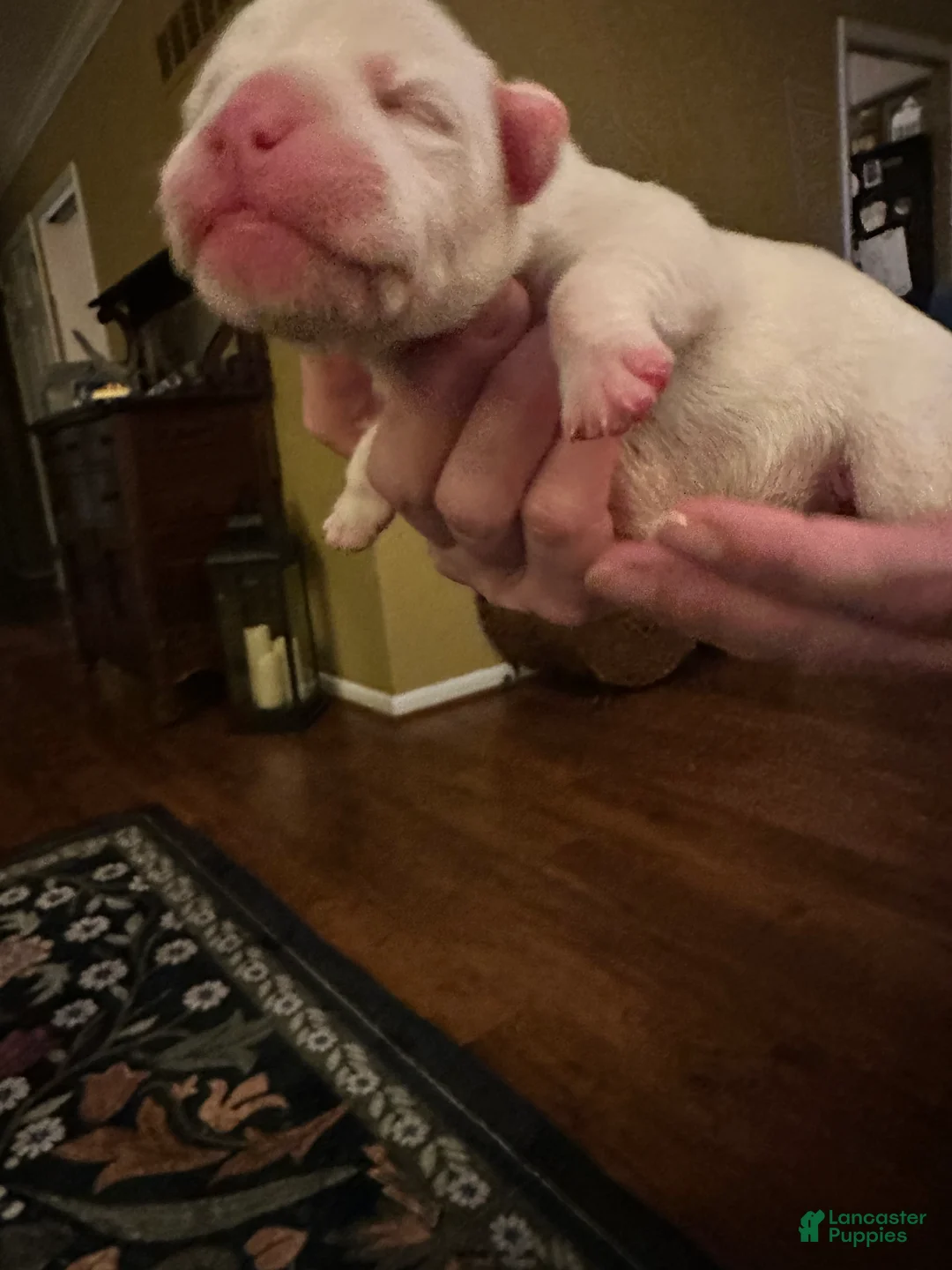 Mixed Breed dogs for sale: English Bulldog Puppy 3 - Ad 3