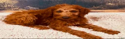 Goldendoodle dogs for sale: 💛 Mr. Yellow - Ad 13