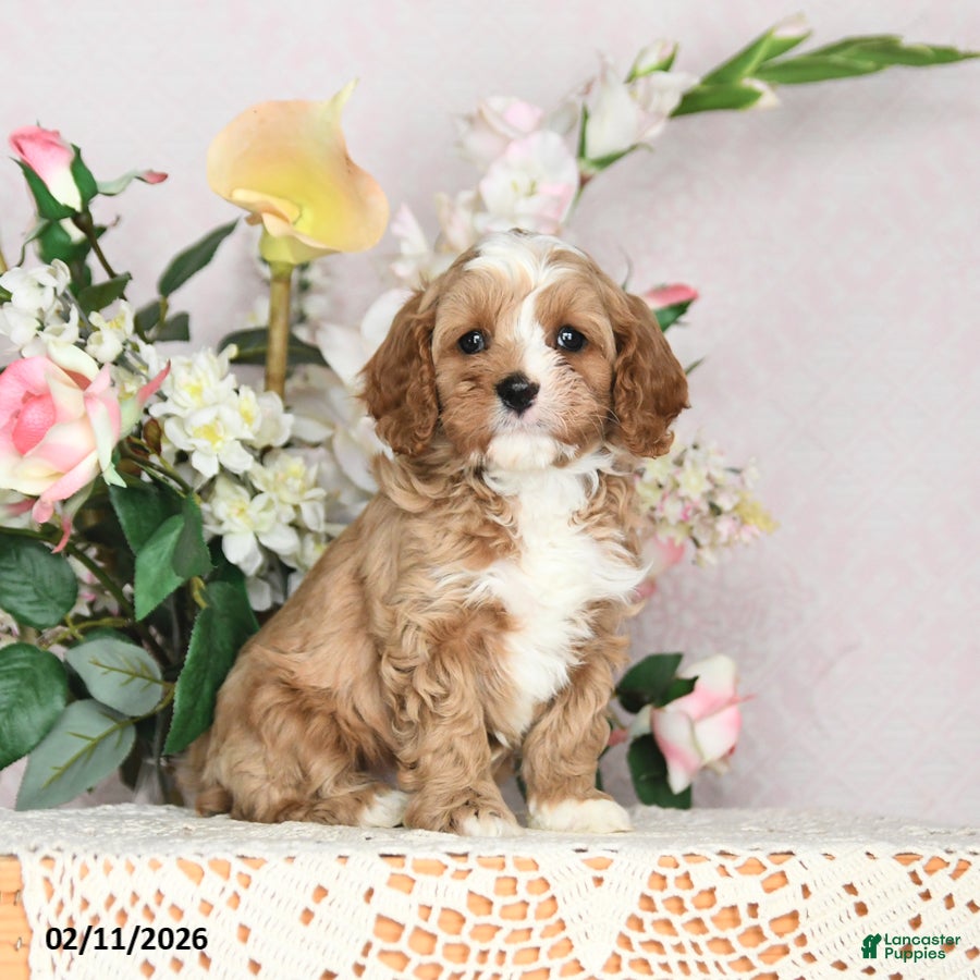 Cavapoo dogs Jason - Ad 29