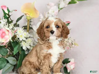 Cavapoo dogs Jason - Ad 29