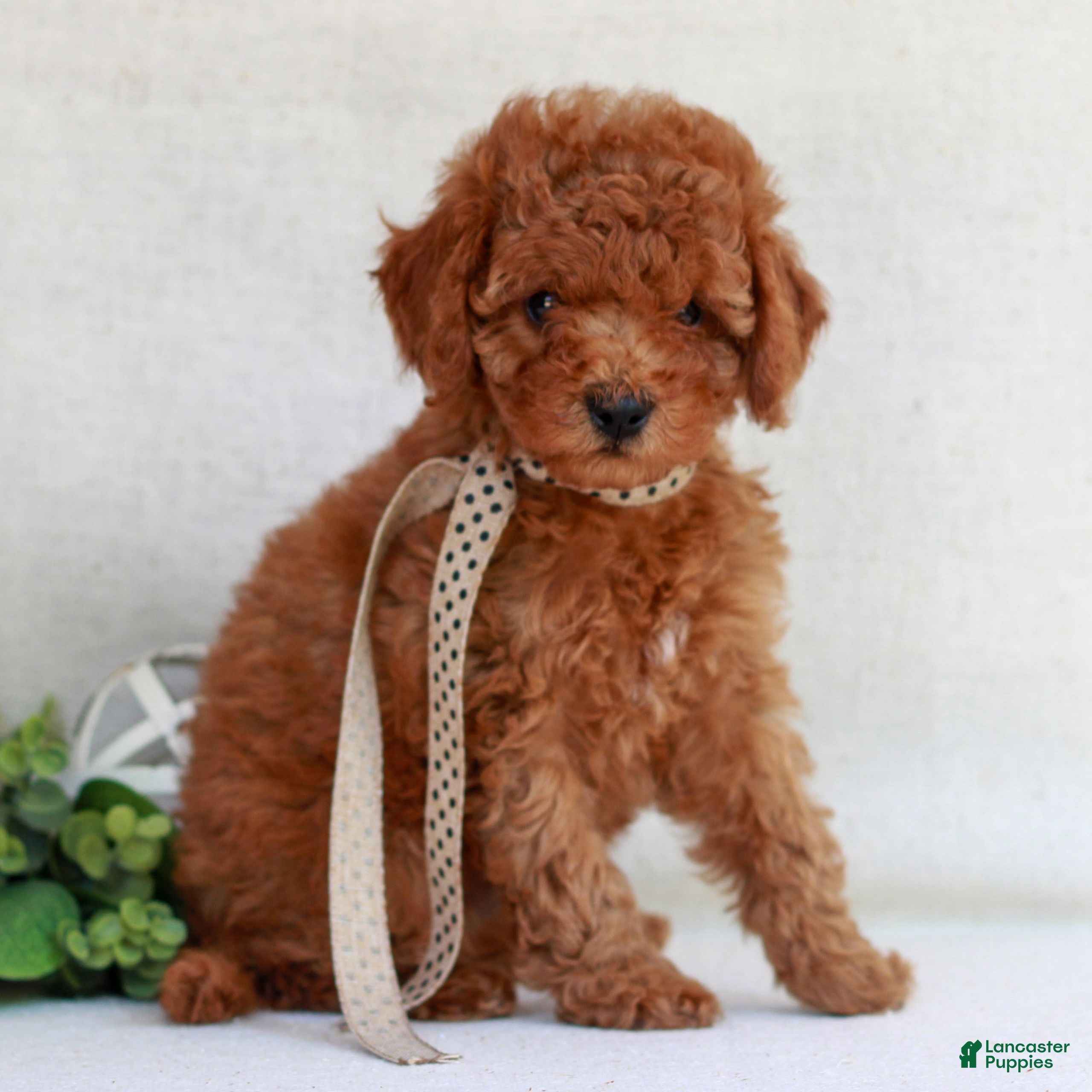 Cavapoo dogs Natasha  - Ad 2