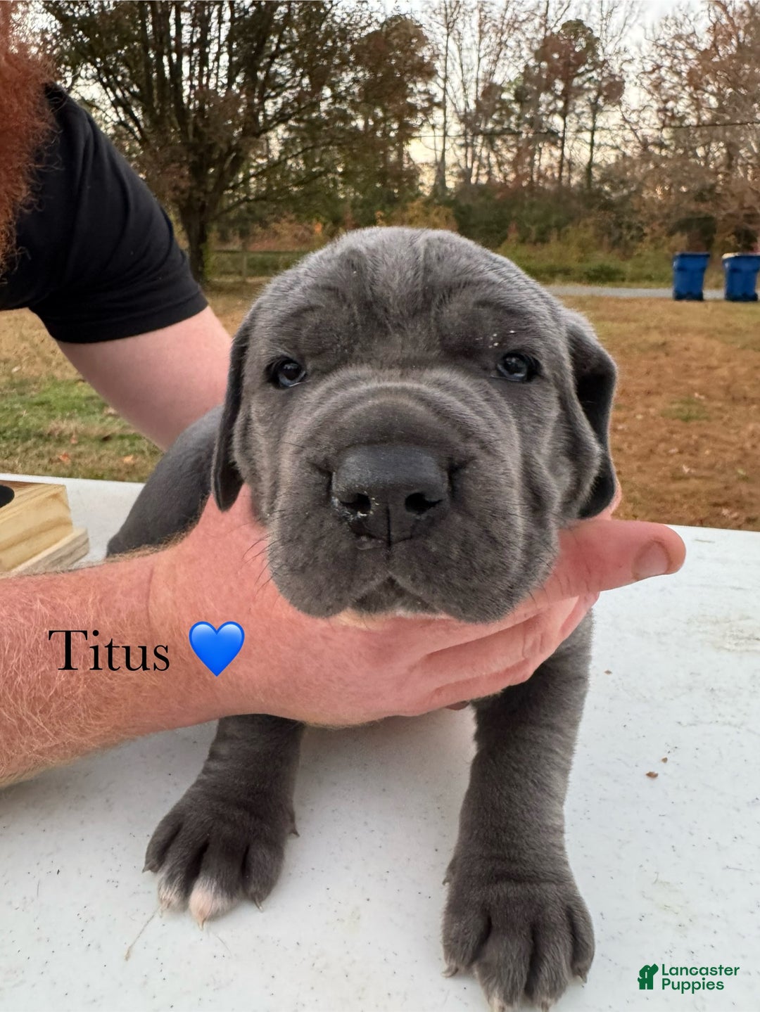 Cane Corso dogs for sale: Titus - Ad 5