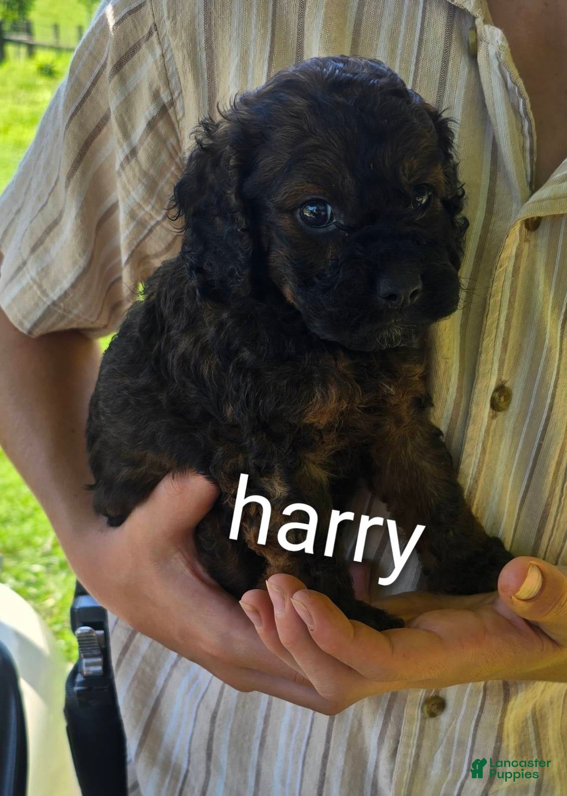 Cockapoo dogs Harry - Ad 2