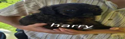 Cockapoo dogs for sale: Harry - Ad 2