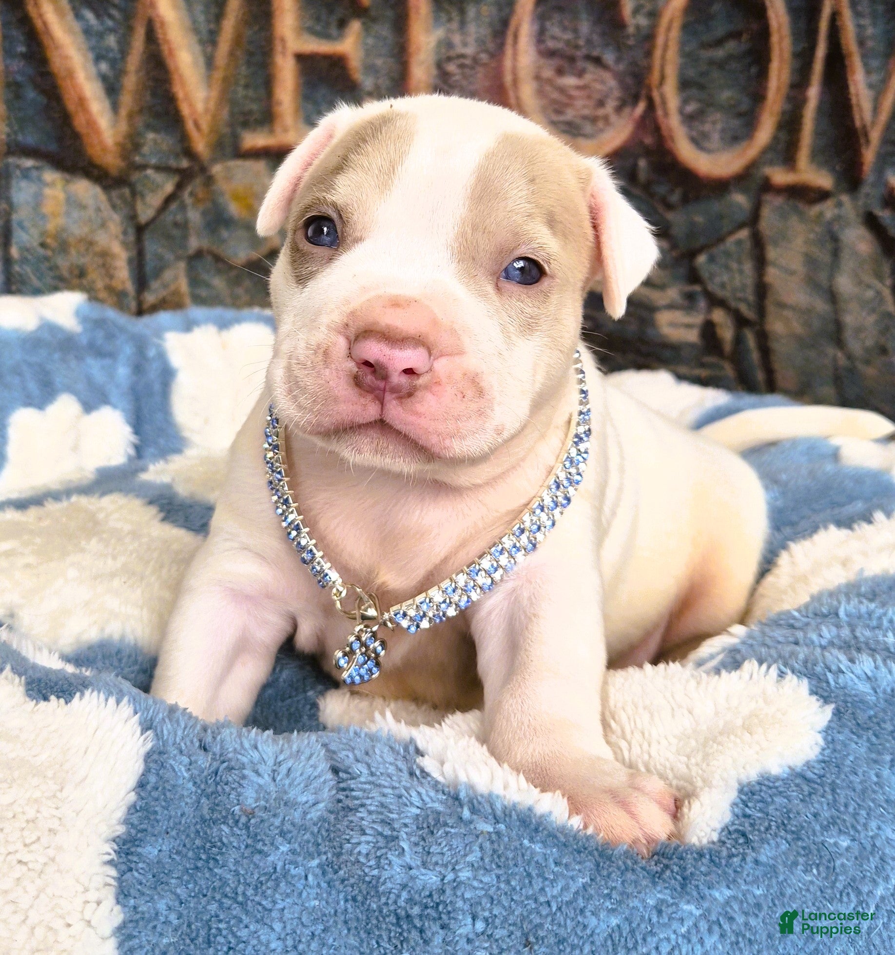 American Bully dogs "BRAD PITT" WHITE MERLE PATCHES - Ad 16