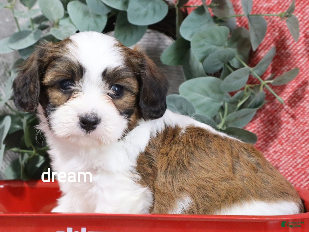 Mixed Breed dogs for sale: Enzo - Ad 1