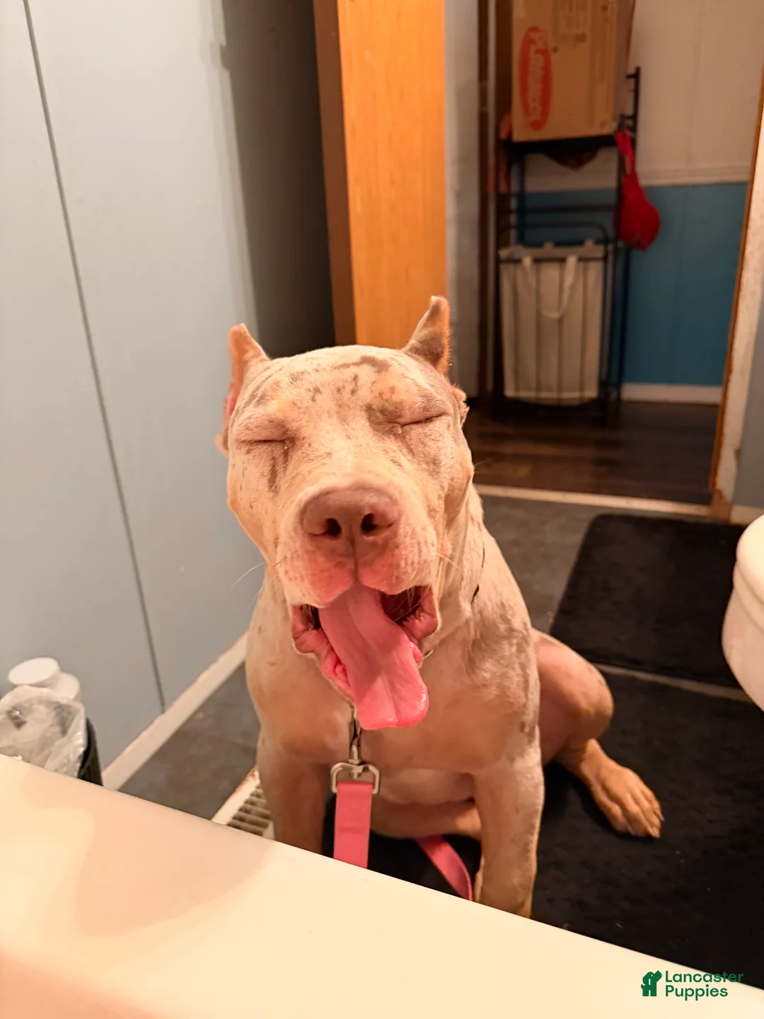 American Bully dogs for sale: American Bully Puppy 2 - Ad 4