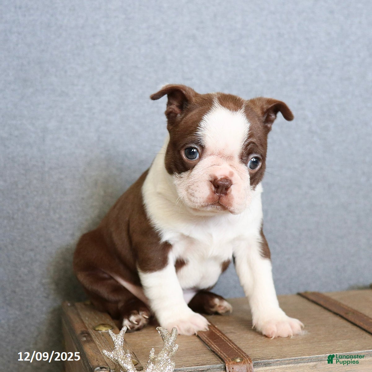 Boston Terrier dogs Peppermint - Ad 16