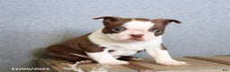 Boston Terrier dogs for sale: Peppermint - Ad 2