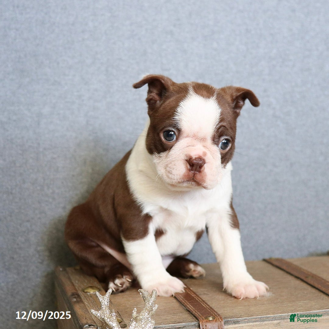 Boston Terrier dogs for sale: Peppermint - Ad 2
