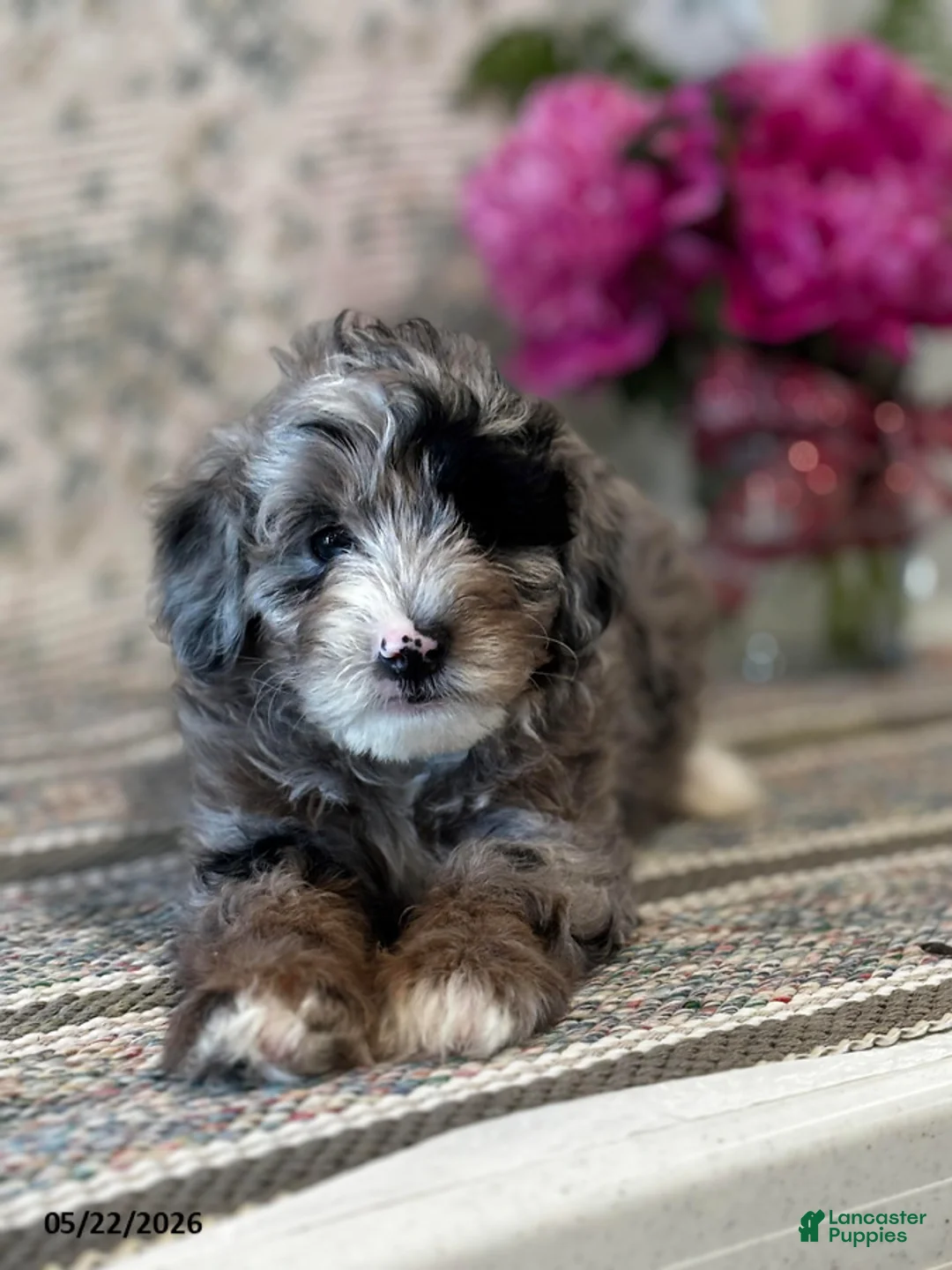 Mini Sheepadoodle dogs for sale: Bella   - Ad 1