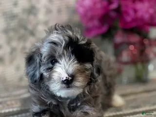 Mini Sheepadoodle dogs for sale: Bella - Ad 2