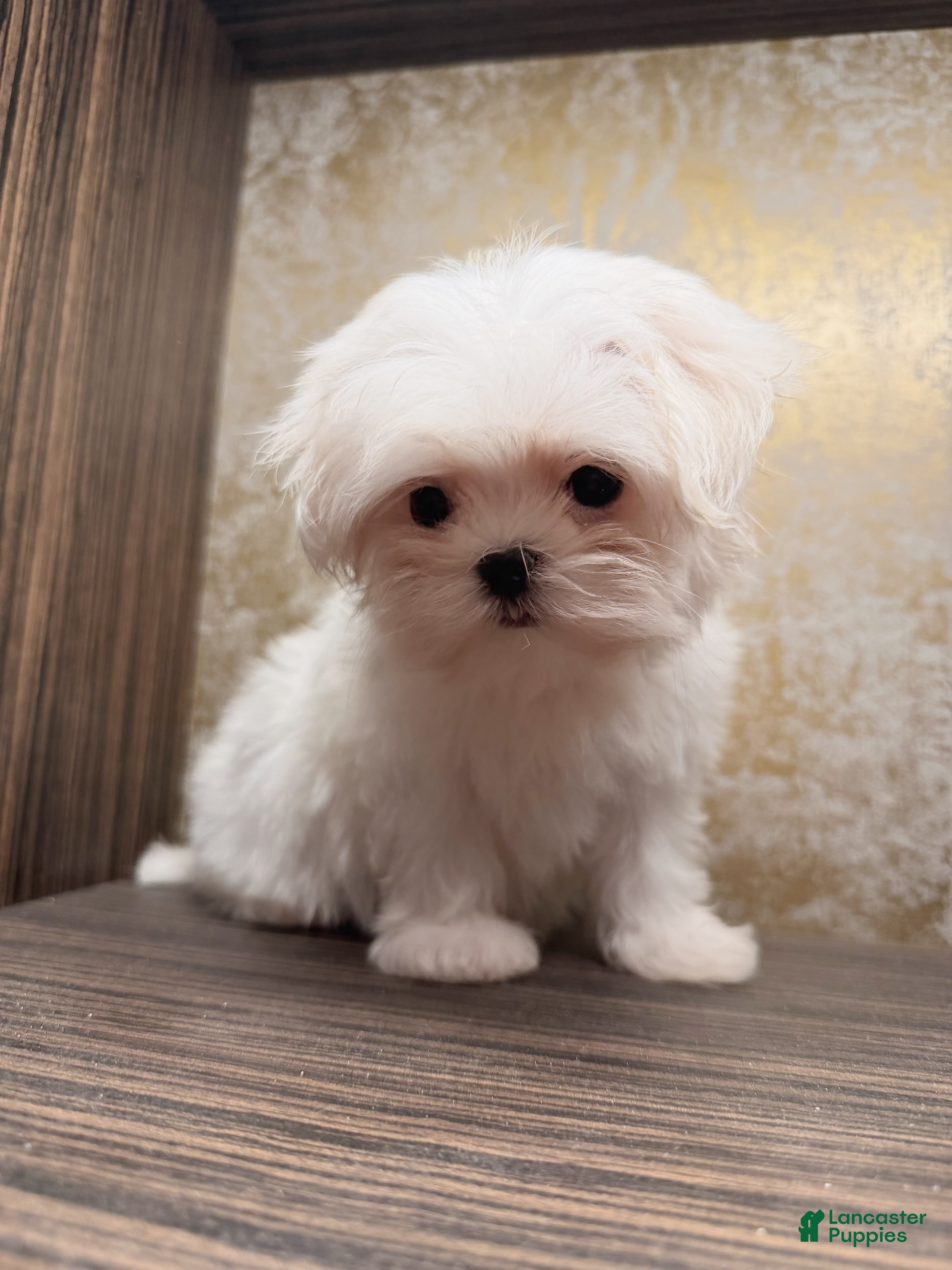 Maltese dogs Frost - Ad 1