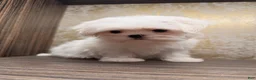 Maltese dogs for sale: Frost - Ad 1