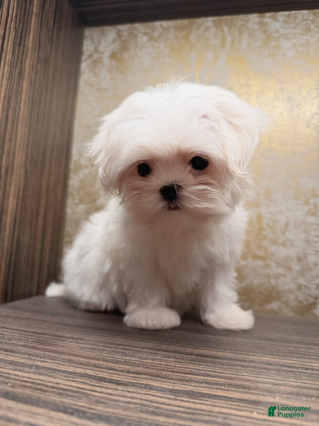 Maltese dogs for sale: Frost - Ad 1