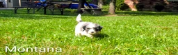 Mini Bernedoodle dogs for sale: Montana - Ad 4