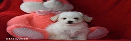 Bichpoo dogs for sale: Joy - Ad 2