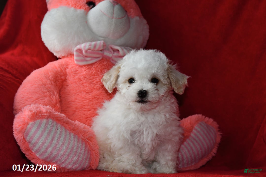 Bichpoo dogs for sale: Joy - Ad 2