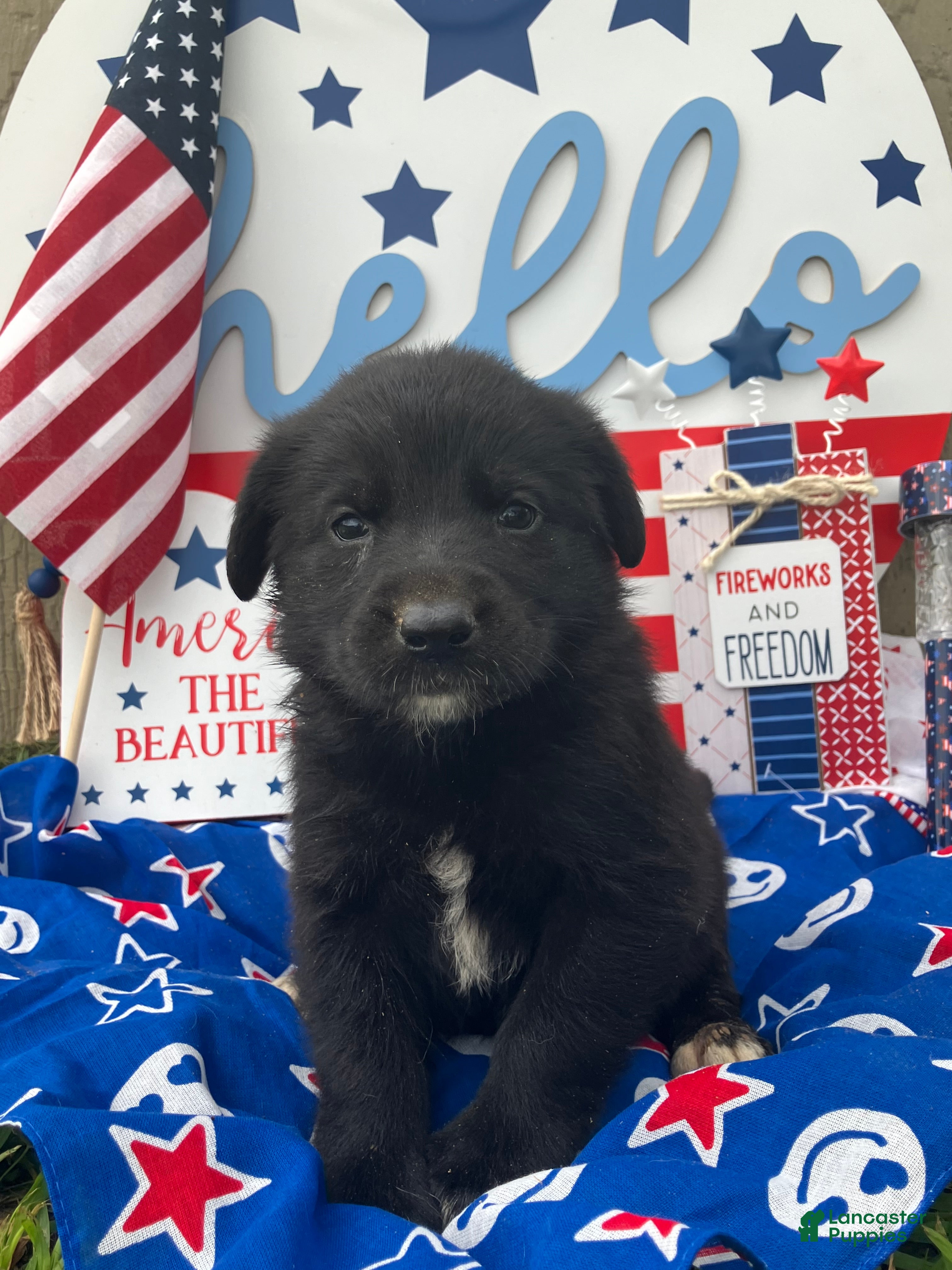 Mixed Breed dogs Navy  - Ad 14