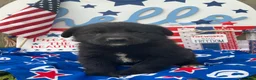Mixed Breed dogs for sale: Navy  - Ad 1