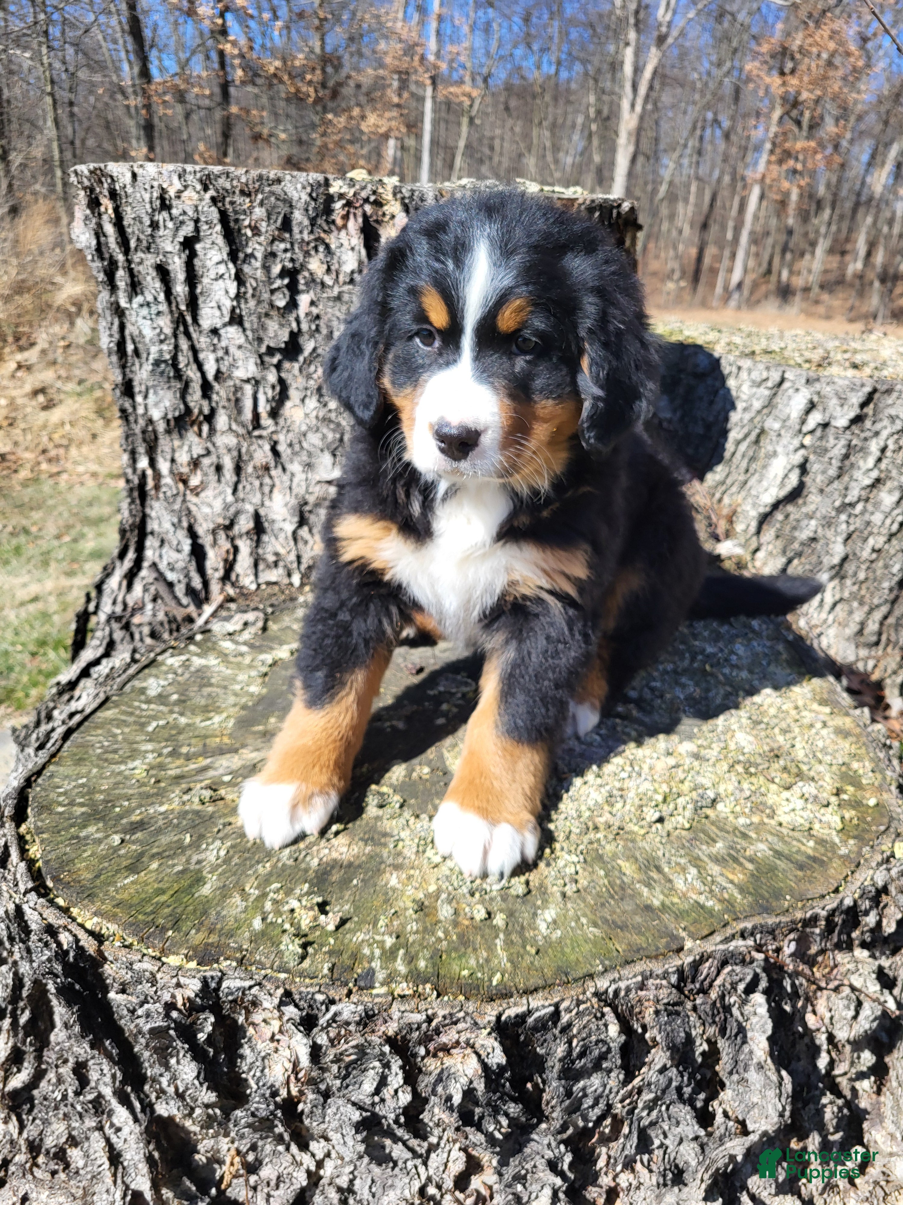 Bernese Mountain Dog dogs Chloe - Ad 2