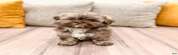 Shih Tzu dogs for sale: Chip - Ad 2