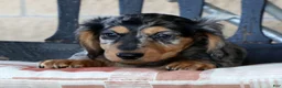 Miniature Dachshund dogs for sale: Chase - Ad 6