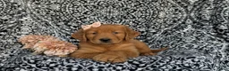 Golden Retriever dogs for sale: Macey - Ad 5