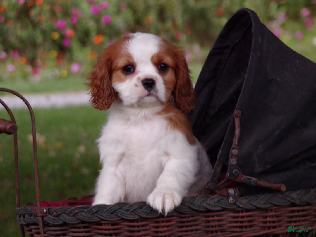 Cavalier King Charles Spaniel dogs for sale: Harley - Ad 4