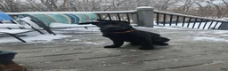 German Shepherd dogs for sale: German Shepherd 5 - Ad 11