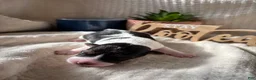 Wire Fox Terrier dogs for sale: Wire Fox Terrier 6 - Ad 3