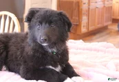 Mixed Breed Puppy 1 Lexie