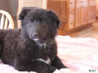 Mixed Breed dogs Mixed Breed Puppy 1 Lexie - Ad 31