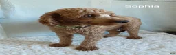 Miniature Poodle dogs for sale: Chloe - Ad 7