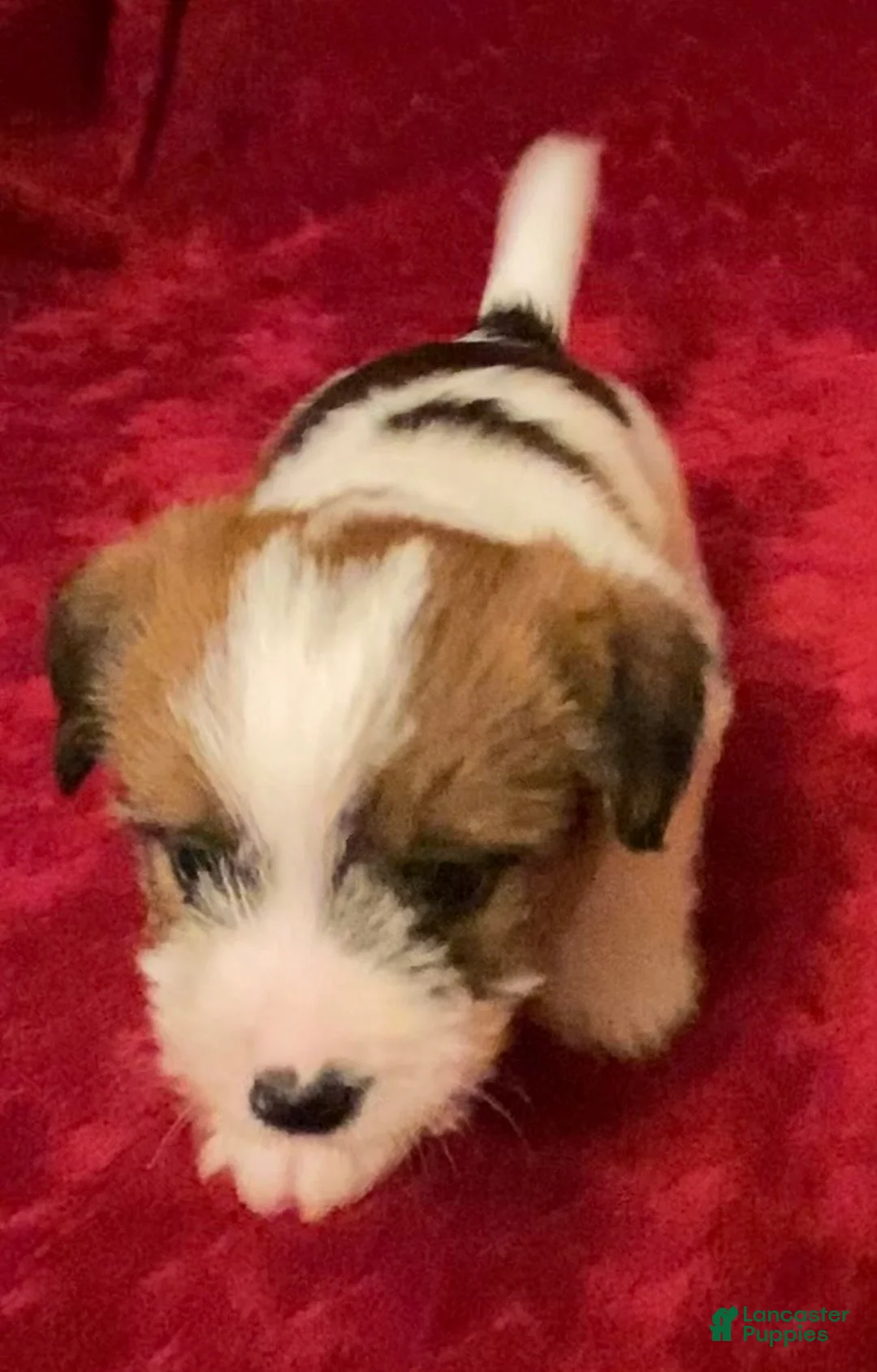 Jack Russell Terrier dogs for sale: Jack Russell Terrier Puppy 2 - Ad 12
