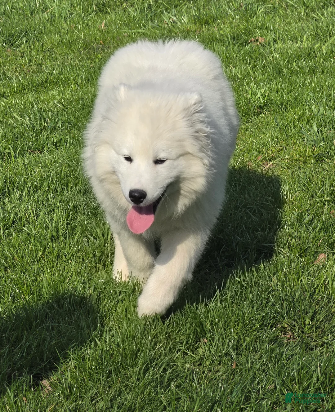 Samoyed dogs for sale: Marshmellow - Ad 3