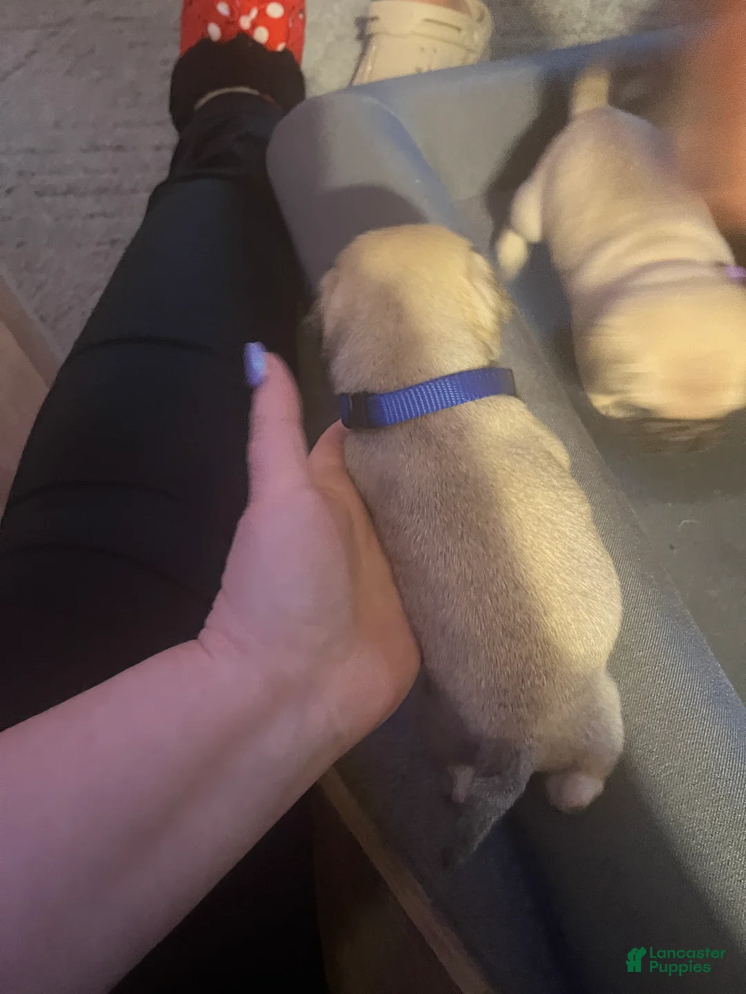 Pug dogs for sale: Pug Puppy 3 blue - Ad 2