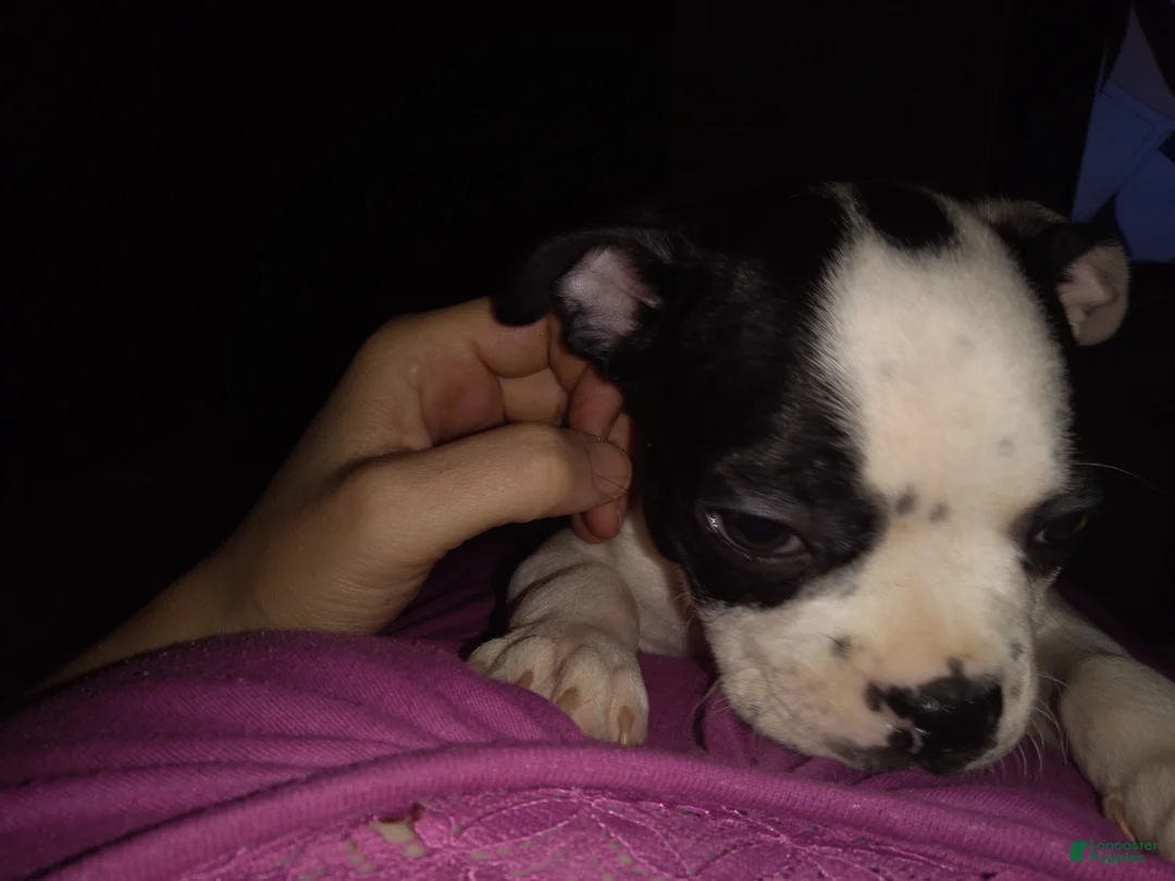 Boston Terrier dogs for sale: Ron Boston Terrier 2 - Ad 2