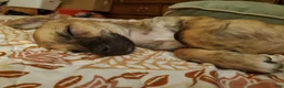 Chiweenie dogs for sale: Maya - Ad 3