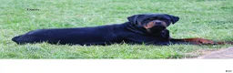 Rottweiler dogs for sale: Bing - Ad 4