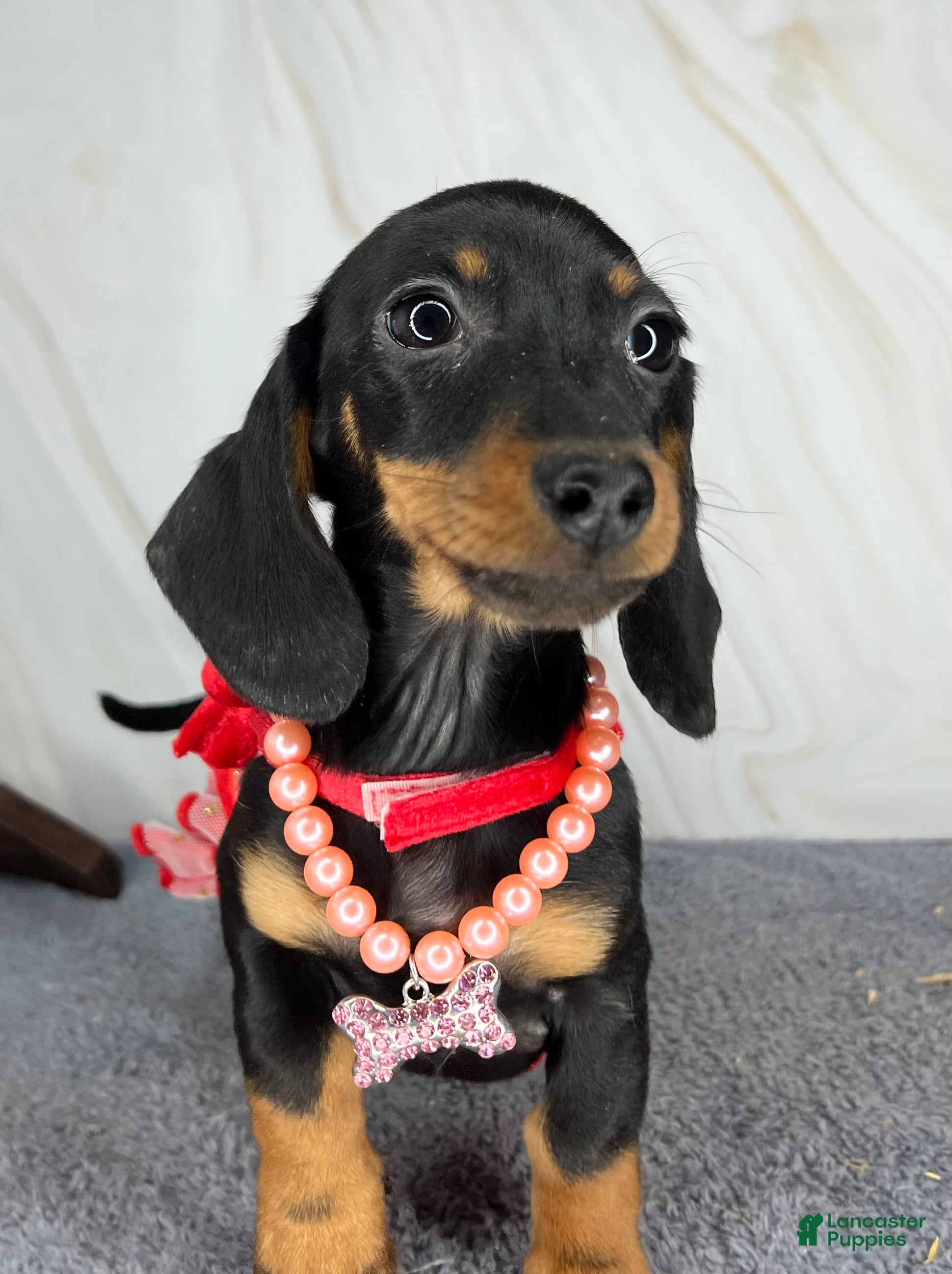 Miniature Dachshund dogs Import AKC female - Ad 36