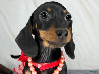 Miniature Dachshund dogs Import AKC female - Ad 39