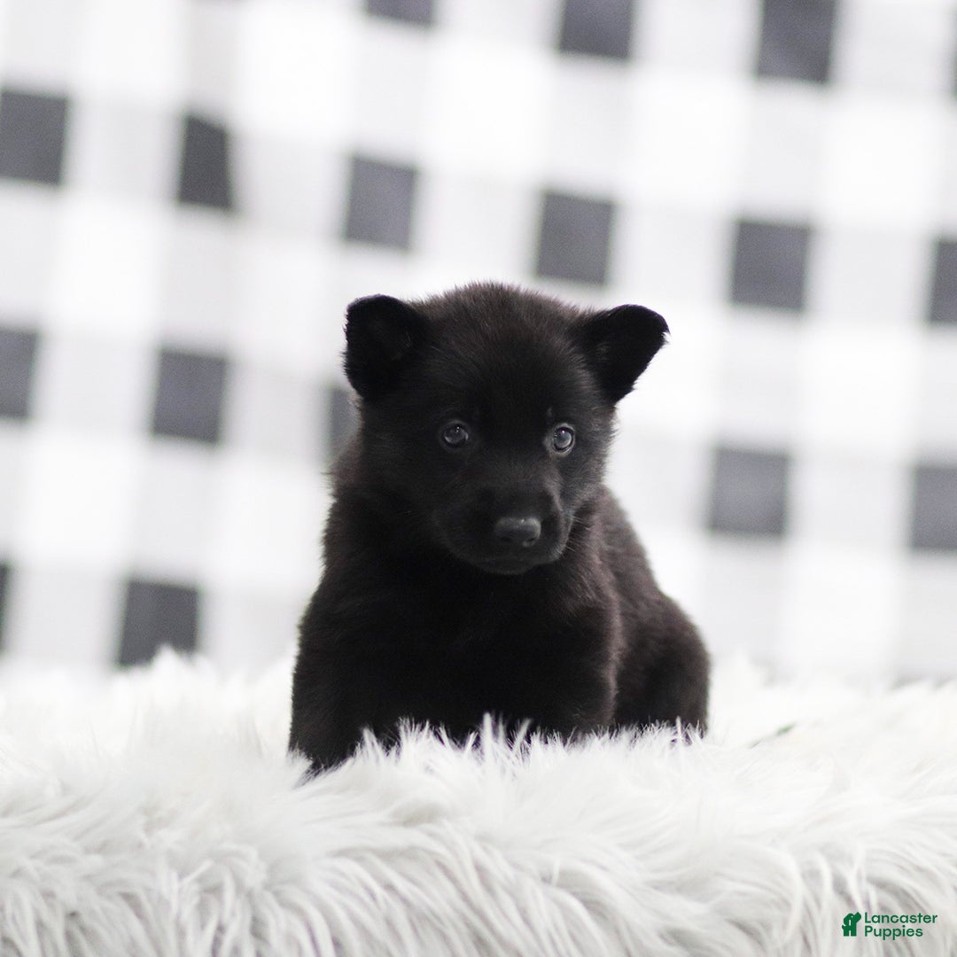 German Shepherd dogs for sale: Frank - Ad 2