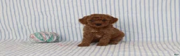 Mini Goldendoodle dogs for sale: Milo - Ad 4