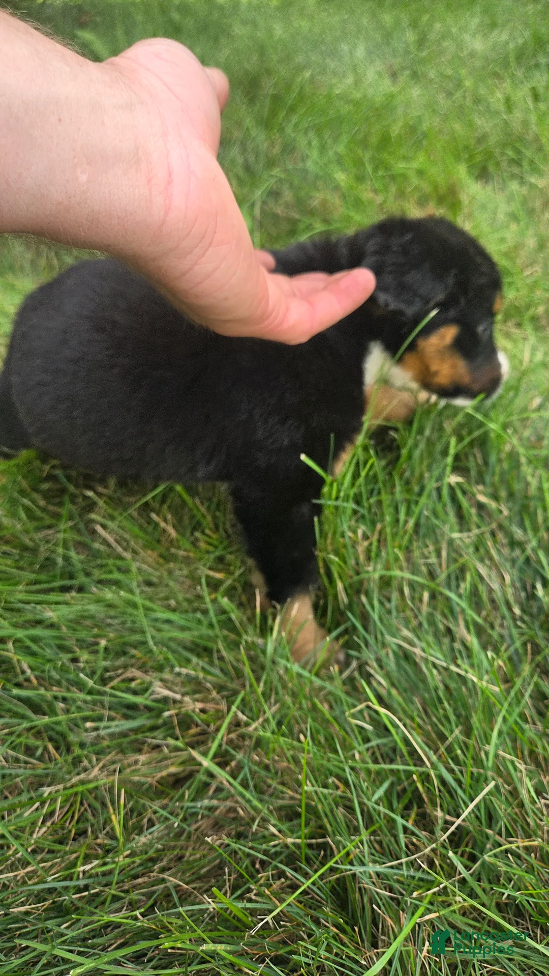 Bernedoodle dogs for sale: Bernedoodle light green - Ad 6