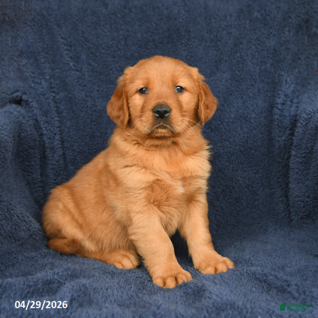 Golden Retriever dogs for sale: Cody - Ad 1