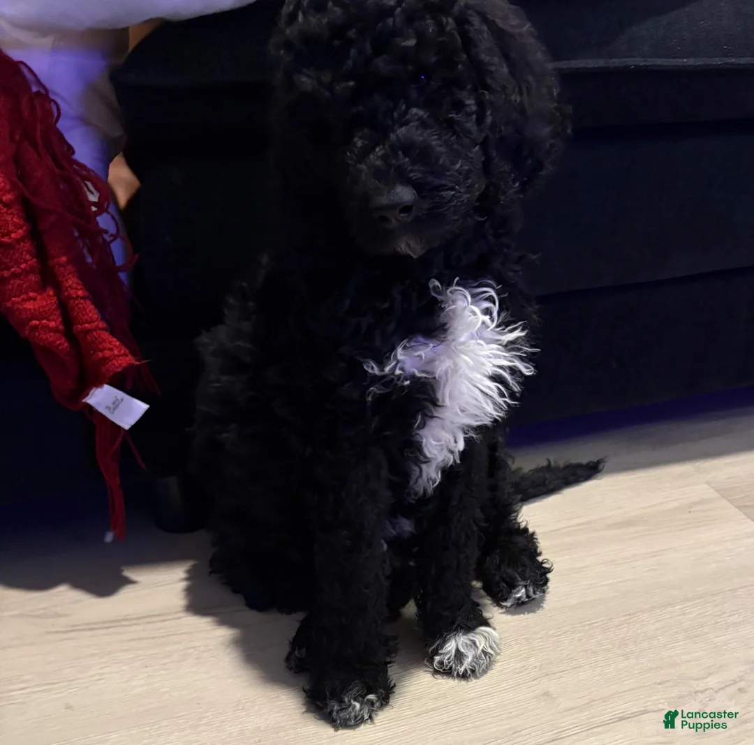 Goldendoodle dogs for sale: Goldendoodle Puppy 1 - Ad 2