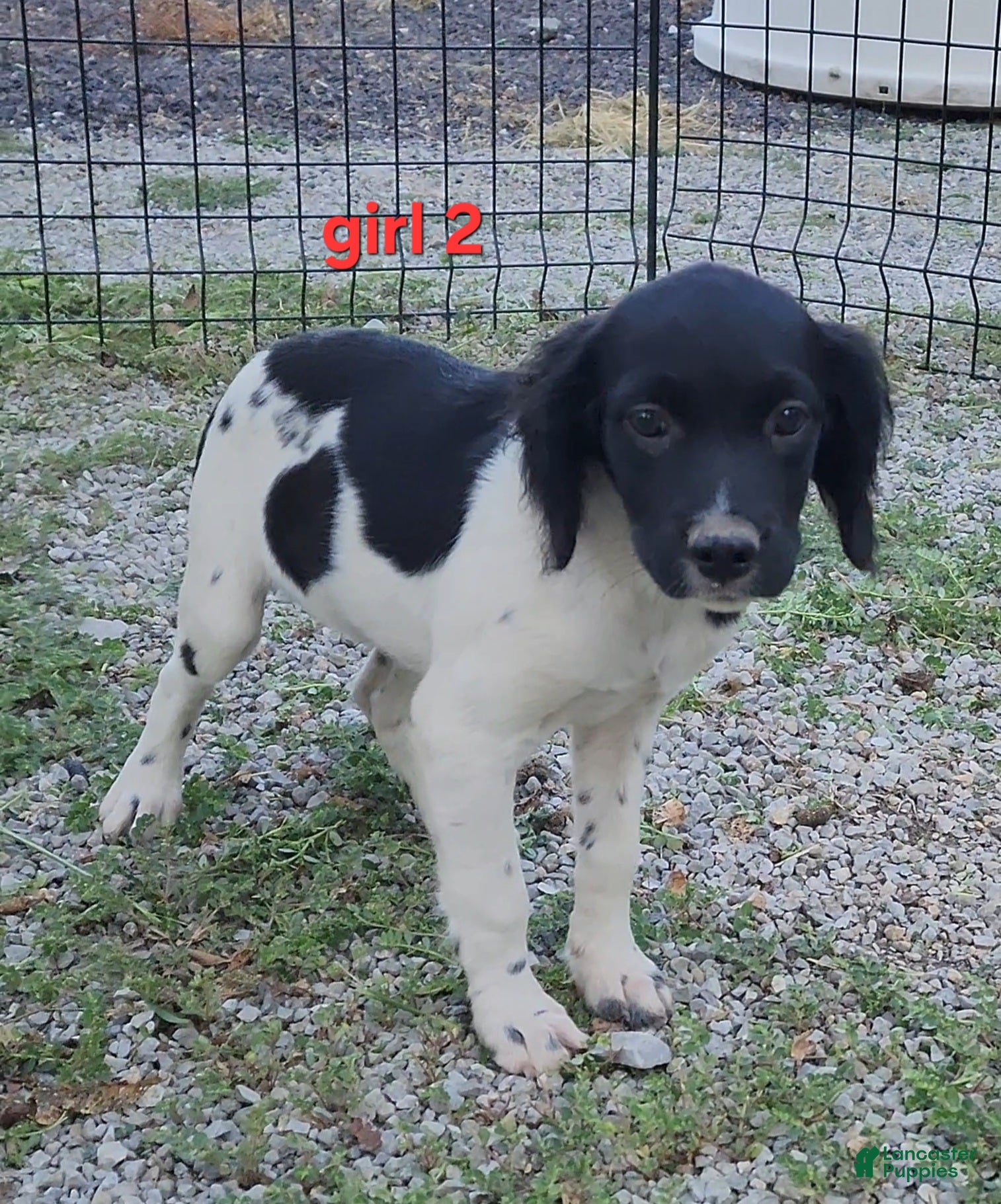 Brittany Spaniel dogs for sale: AKC/UKC French Brittany Annie's Girl 2 - Ad 2