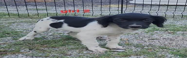AKC/UKC French Brittany Annie's Girl 2